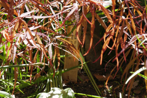 Acer palmatum Red Cloud                 